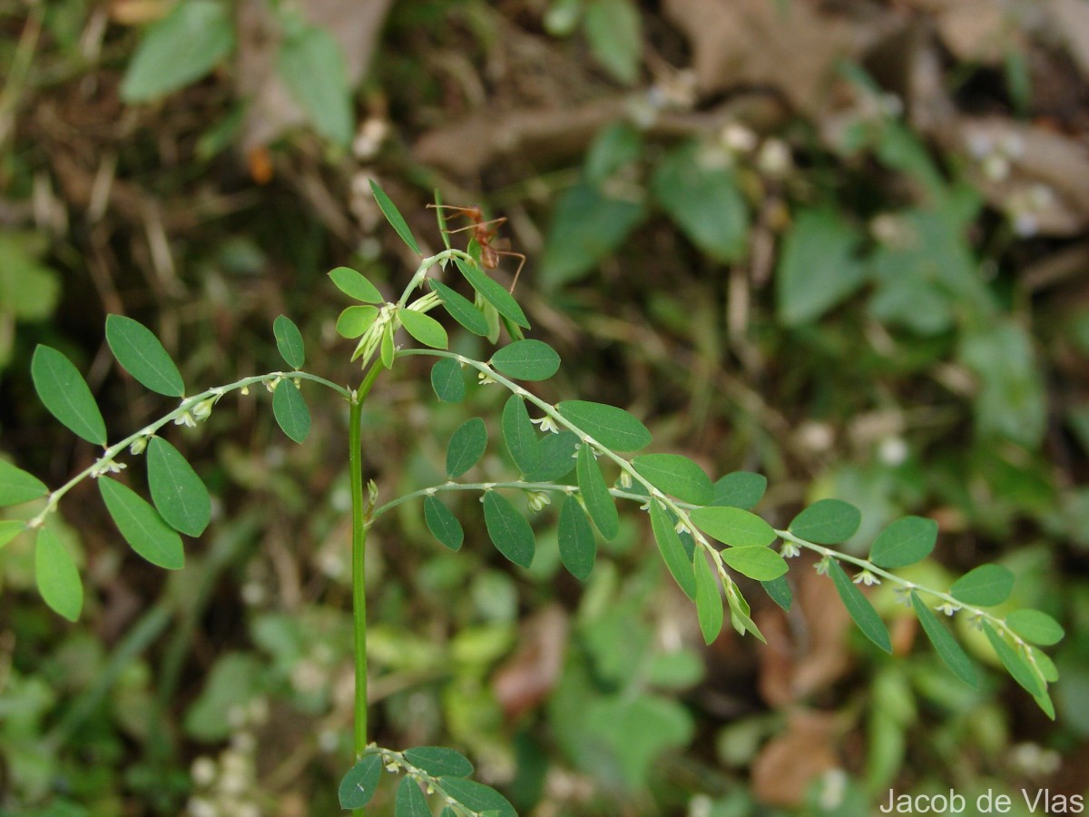 Phyllanthus debilis J.G.Klein ex Willd.